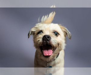 Border Terrier Dogs for adoption in Santa Monica, CA, USA