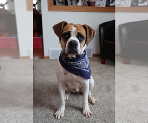 Boxer Dogs for adoption in Burnsville, MN, USA