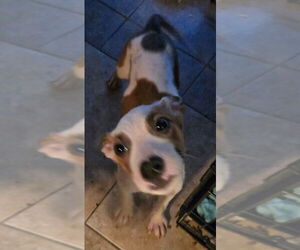 Labrador Retriever-Unknown Mix Dogs for adoption in San Antonio, TX, USA