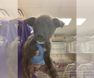 Labrador Retriever-Unknown Mix Dogs for adoption in Conroe, TX, USA