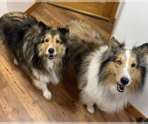 Mutt Dogs for adoption in Wamego, KS, USA