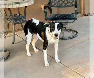 American Bulldog-Pointer Mix Dogs for adoption in Cave Creek, AZ, USA