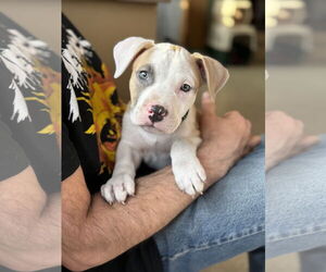 American Staffordshire Terrier-Jack Russell Terrier Mix Dogs for adoption in St. Louis Park, MN, USA