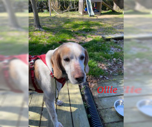 Treeing Walker Coonhound-Unknown Mix Dogs for adoption in Norfolk, VA, USA