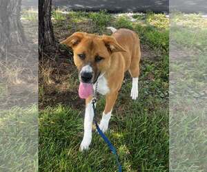 Anatolian Shepherd-Unknown Mix Dogs for adoption in Pryor, OK, USA