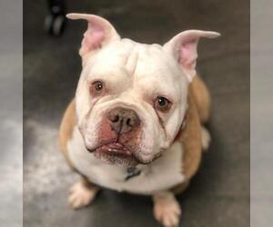 Bulldog Dogs for adoption in Tempe, AZ, USA