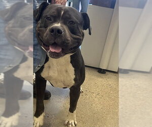 Mutt Dogs for adoption in Jackson, CA, USA