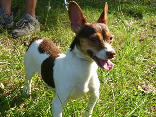 Rat Terrier-Unknown Mix Dogs for adoption in Conway, SC, USA