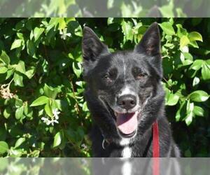 Akita-German Shepherd Dog Mix Dogs for adoption in Santa Rosa, CA, USA