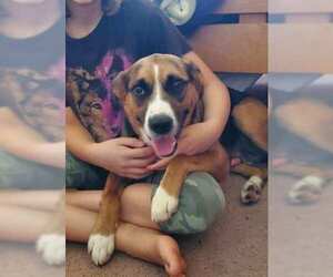 Bogle Dogs for adoption in Alexandria, VA, USA