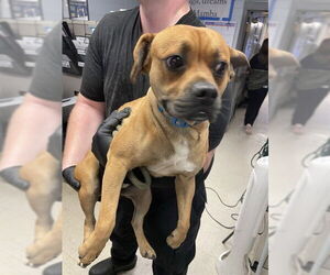 Mutt Dogs for adoption in Stockton, CA, USA