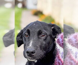 Labrador Retriever Dogs for adoption in San Andreas, CA, USA