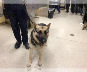 German Shepherd Dog-Unknown Mix Dogs for adoption in Riverside, CA, USA