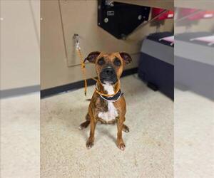 Boxer-Unknown Mix Dogs for adoption in Conroe, TX, USA