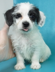 ShiChi Dogs for adoption in Morton Grove, IL, USA