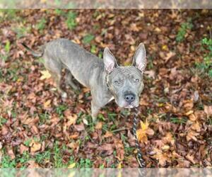 American Pit Bull Terrier Dogs for adoption in Charlotte, NC, USA