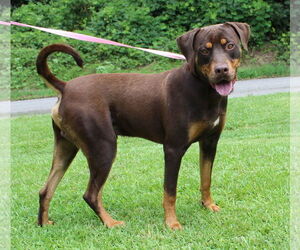 Rotterman Dogs for adoption in Prattville, AL, USA