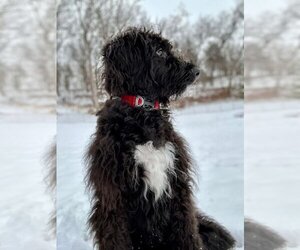 Bernedoodle Dogs for adoption in Glen Haven, WI, USA