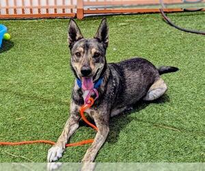 Siberian Husky-Unknown Mix Dogs for adoption in Las Vegas, NV, USA