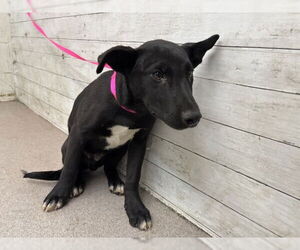German Shepherd Dog-Unknown Mix Dogs for adoption in San Bernardino, CA, USA