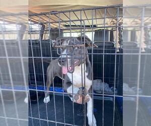 American Pit Bull Terrier Dogs for adoption in Stockton, CA, USA