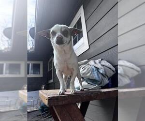 Chihuahua Dogs for adoption in San Antonio, TX, USA