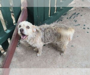 Mutt Dogs for adoption in Grafton, WI, USA