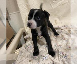 Chihuahua-Unknown Mix Dogs for adoption in Modesto, CA, USA