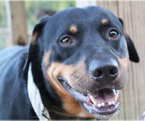 Rottweiler-Unknown Mix Dogs for adoption in Oxford, MS, USA