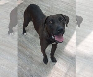 Labrador Retriever-Unknown Mix Dogs for adoption in Murfreesboro, NC, USA