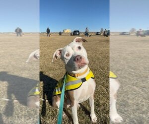 American Pit Bull Terrier Dogs for adoption in Albuquerque, NM, USA