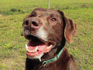 Labrador Retriever Dogs for adoption in Springfield, MA, USA