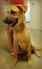 German Shepherd Dog Dogs for adoption in Holly Springs, MS, USA