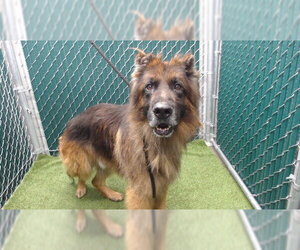 German Shepherd Dog Dogs for adoption in Downey, CA, USA