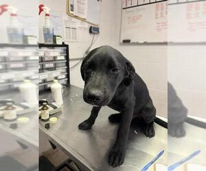 Labrador Retriever-Unknown Mix Dogs for adoption in San Andreas, CA, USA
