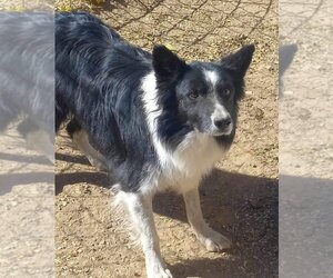 Border Collie Dogs for adoption in Sheridan, CO, USA