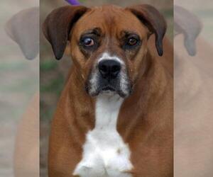 Boxer Dogs for adoption in Sparta, TN, USA