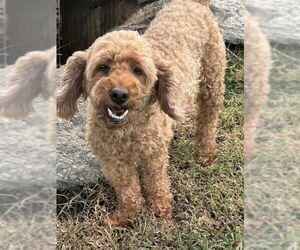 Poodle (Miniature) Dogs for adoption in Pacolet, SC, USA