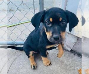 Rottweiler Dogs for adoption in Kansas City, MO, USA