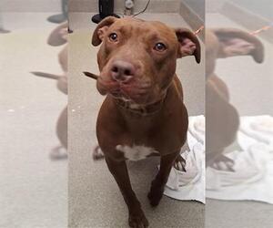 American Pit Bull Terrier-Unknown Mix Dogs for adoption in Las Vegas, NV, USA