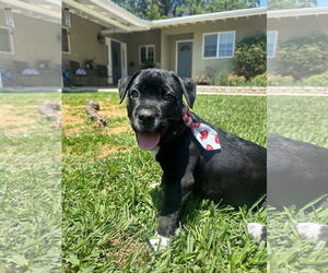 American Pit Bull Terrier-Labrador Retriever Mix Dogs for adoption in San Diego, CA, USA