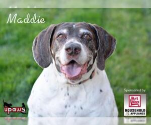 German Shorthaired Pointer Dogs for adoption in Negaunee, MI, USA