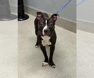 Mutt Dogs for adoption in Las Vegas, NV, USA