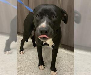 American Pit Bull Terrier Dogs for adoption in Conroe, TX, USA
