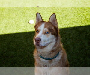 Siberian Husky Dogs for adoption in Moreno Valley, CA, USA