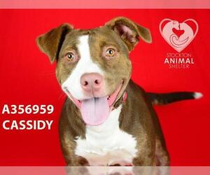 American Pit Bull Terrier Dogs for adoption in Stockton, CA, USA