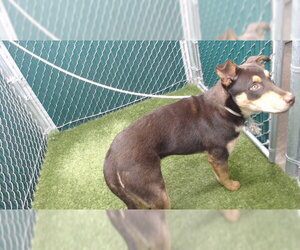 Doberman Pinscher-German Shepherd Dog Mix Dogs for adoption in Downey, CA, USA