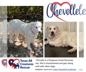 Labrenees Dogs for adoption in Lillian, TX, USA
