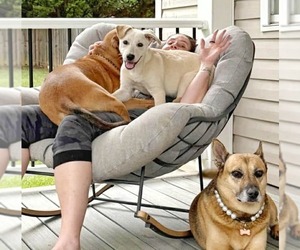 Labrenees Dogs for adoption in Fultonham, NY, USA