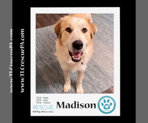 Golden Pyrenees Dogs for adoption in Kimberton, PA, USA
